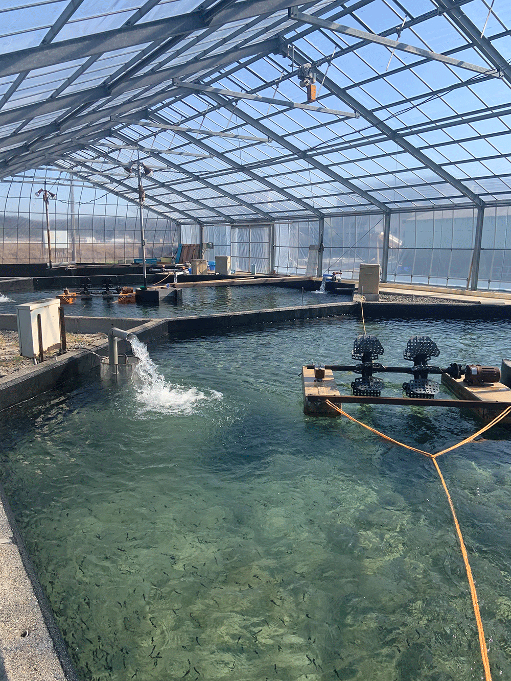 ビニールハウス内の養殖池